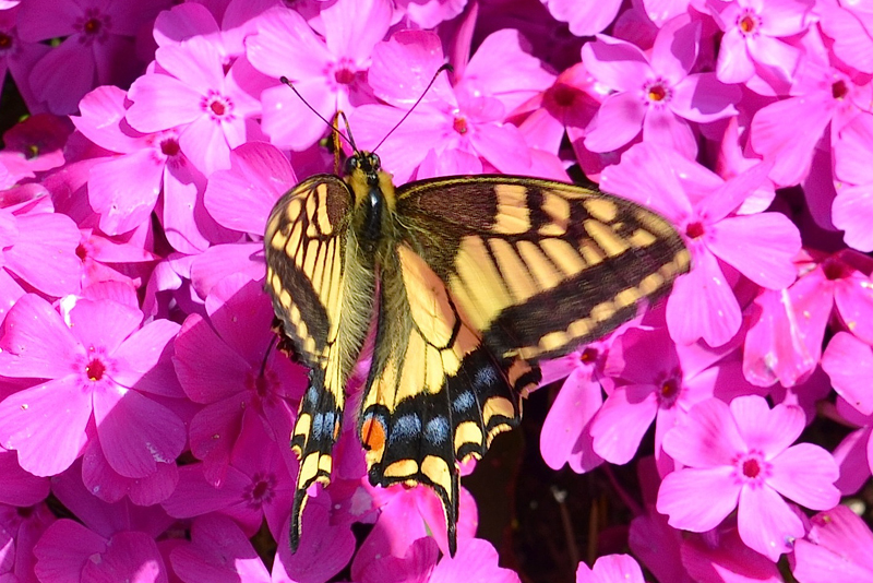 佐賀の自然デジタル大百科事典｜佐賀の蝶詳細