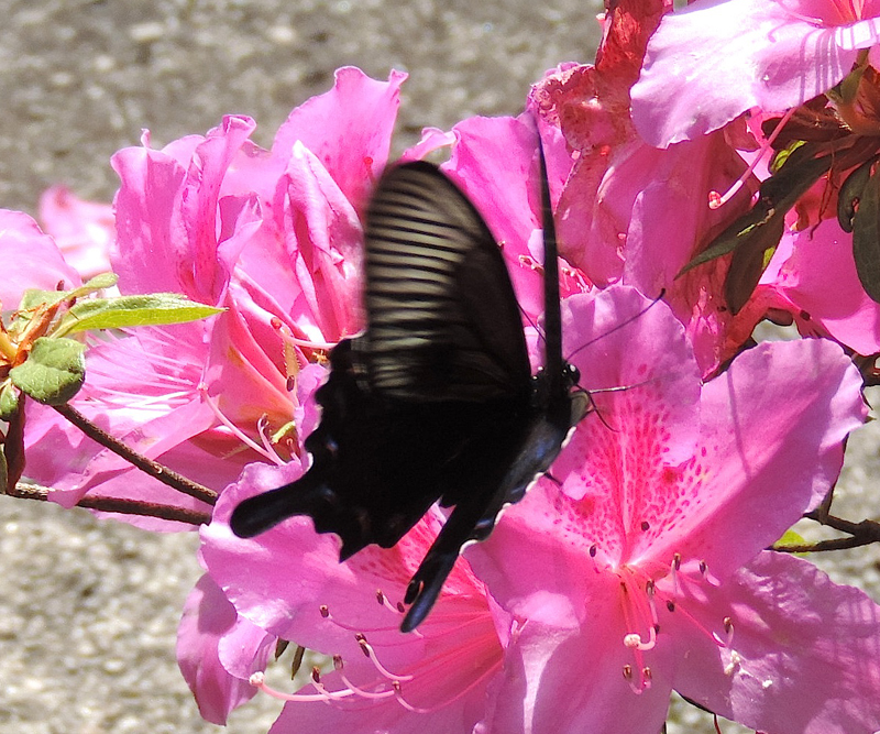 佐賀の自然デジタル大百科事典｜佐賀の蝶詳細