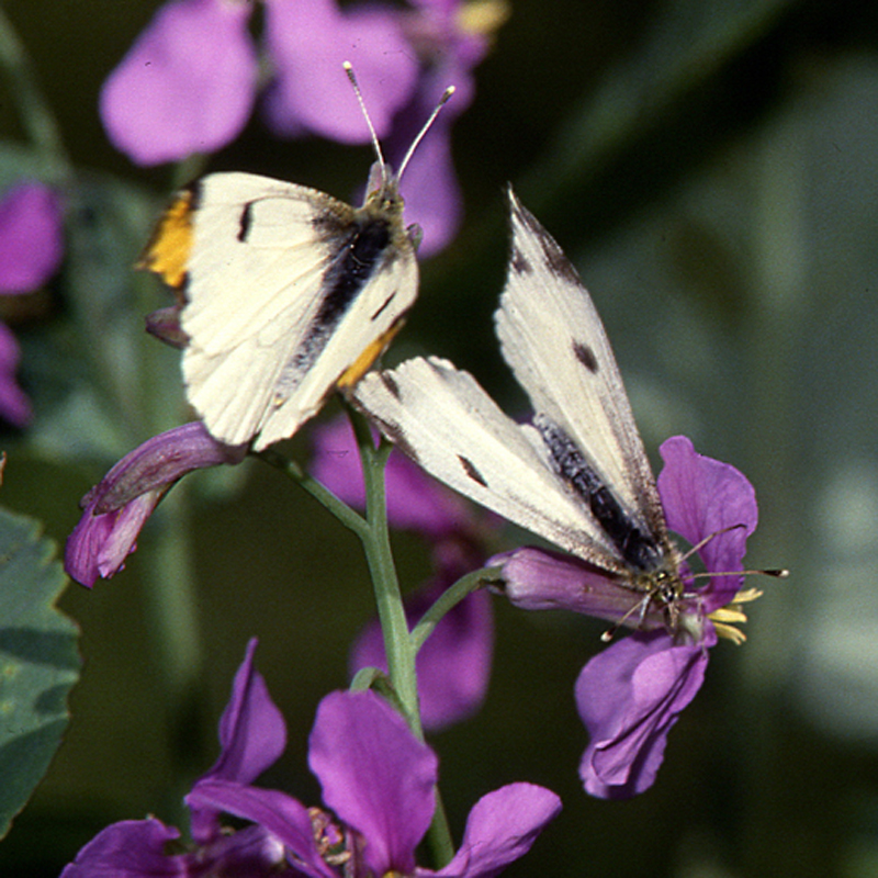 佐賀の自然デジタル大百科事典｜佐賀の蝶詳細