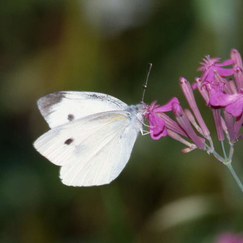 佐賀の自然デジタル大百科事典｜佐賀の蝶詳細
