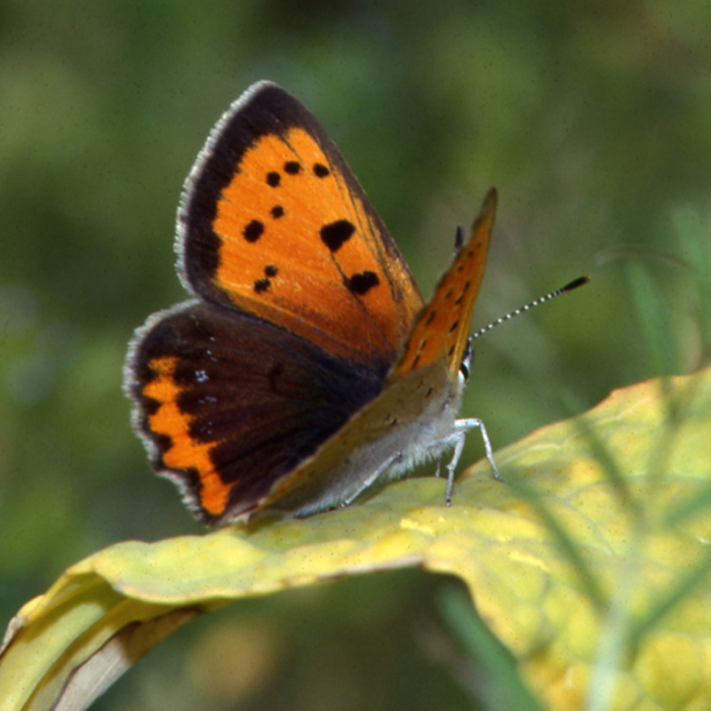 蝶の詳細 佐賀の蝶 佐賀の自然デジタル大百科事典