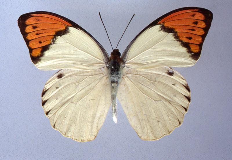 佐賀の自然デジタル大百科事典｜佐賀の蝶詳細