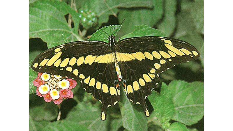 Giant Swallowtail