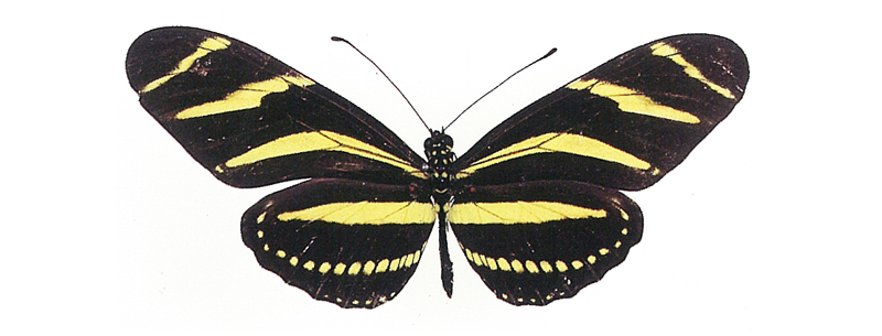 Zebra Longwing