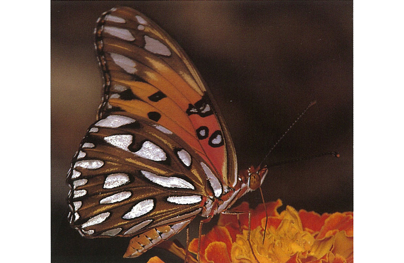 Gulf Fritillary