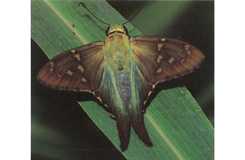 Long-tailed Skipper