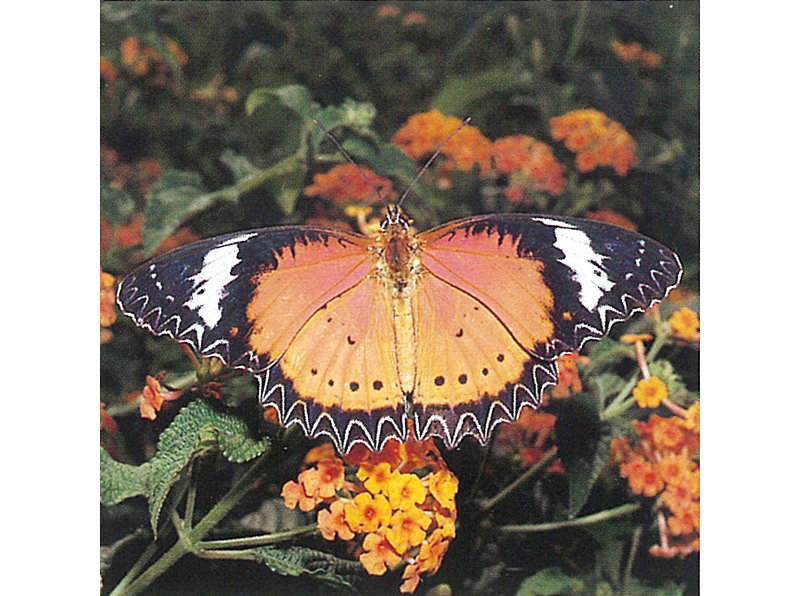 Leopard Lacewing