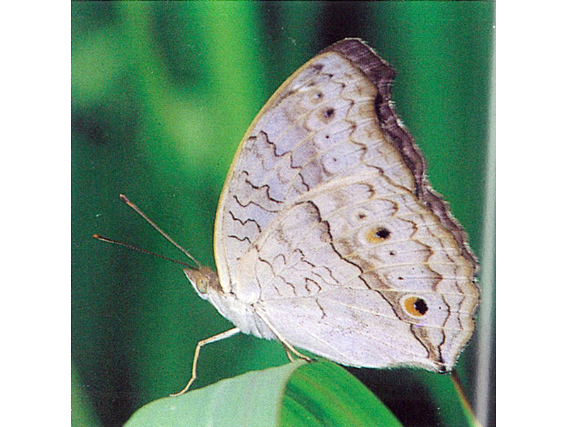 Grey Pansy