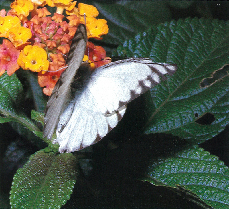 タイワンシロチョウ