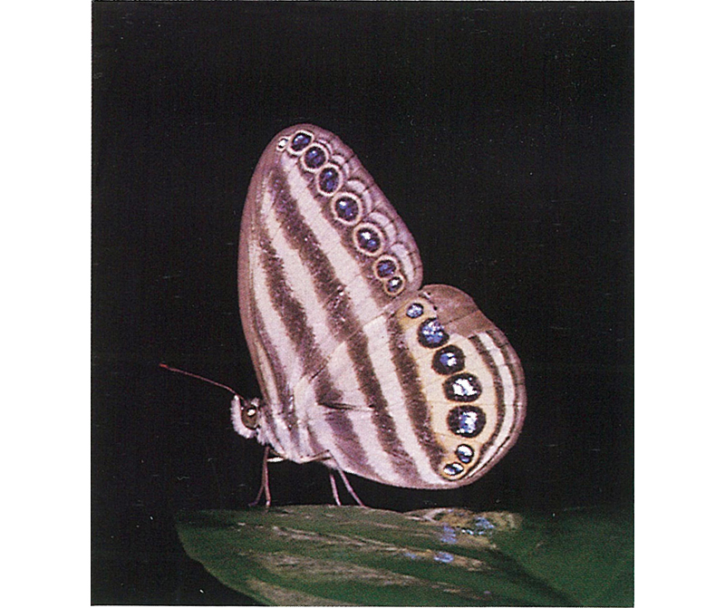 Striped Ringlet