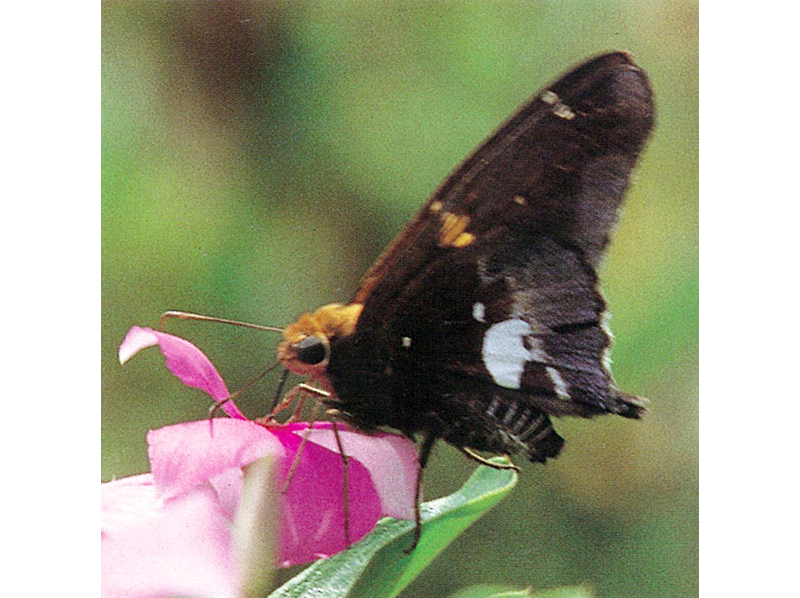 セセリチョウの1種