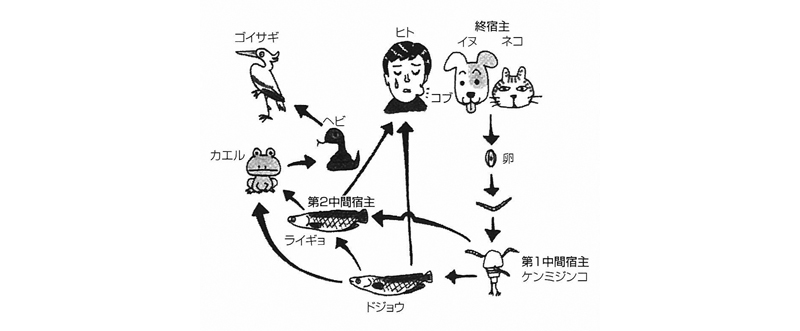 有棘顎口虫の発育史