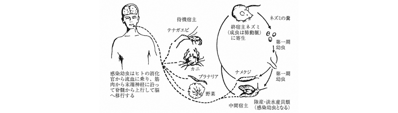 広東住血線虫の生活史と感染経路