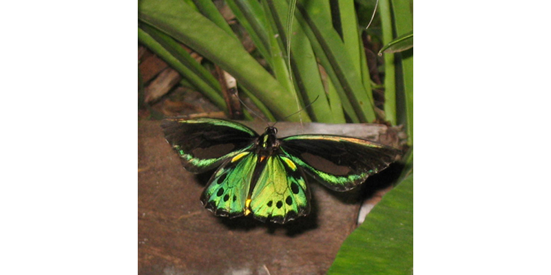 Australian Birdwing