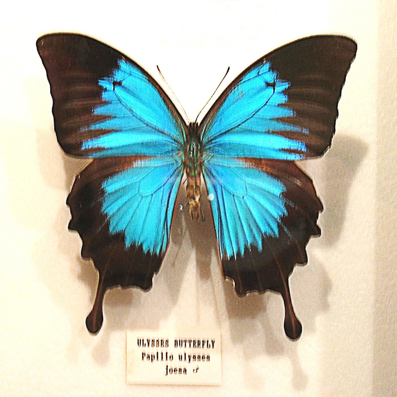 Ulysses Butterfly