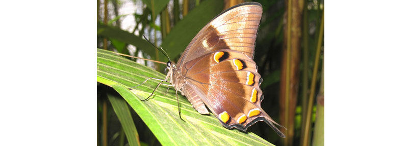 Australian Butterfly