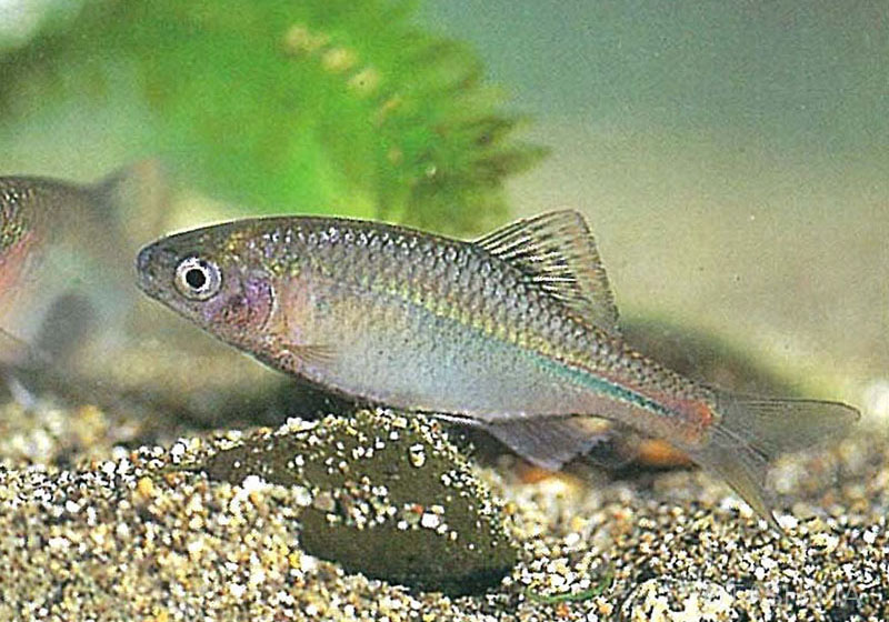 佐賀の自然デジタル大百科事典｜佐賀の淡水魚詳細