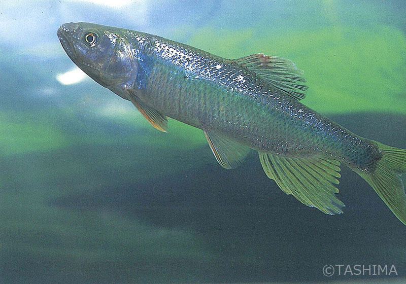 淡水魚詳細 佐賀の自然デジタル大百科事典