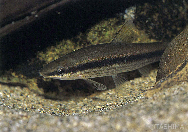 淡水魚詳細 佐賀の自然デジタル大百科事典