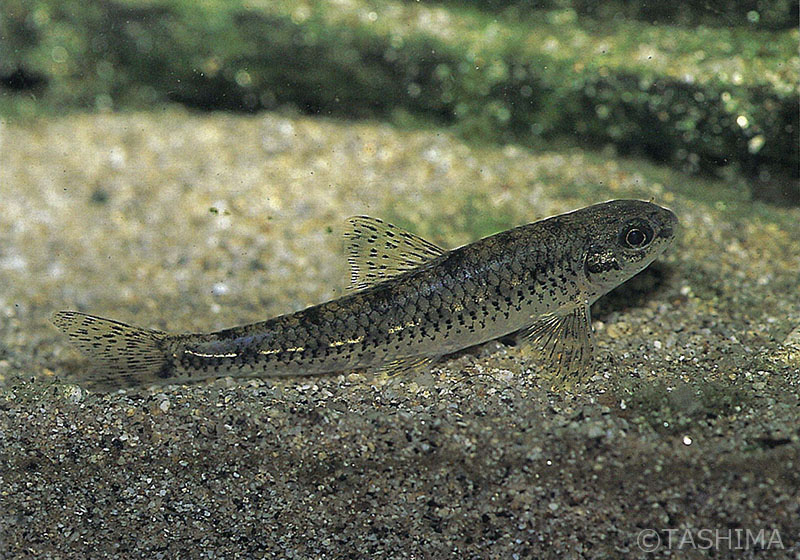 佐賀の自然デジタル大百科事典｜佐賀の淡水魚詳細