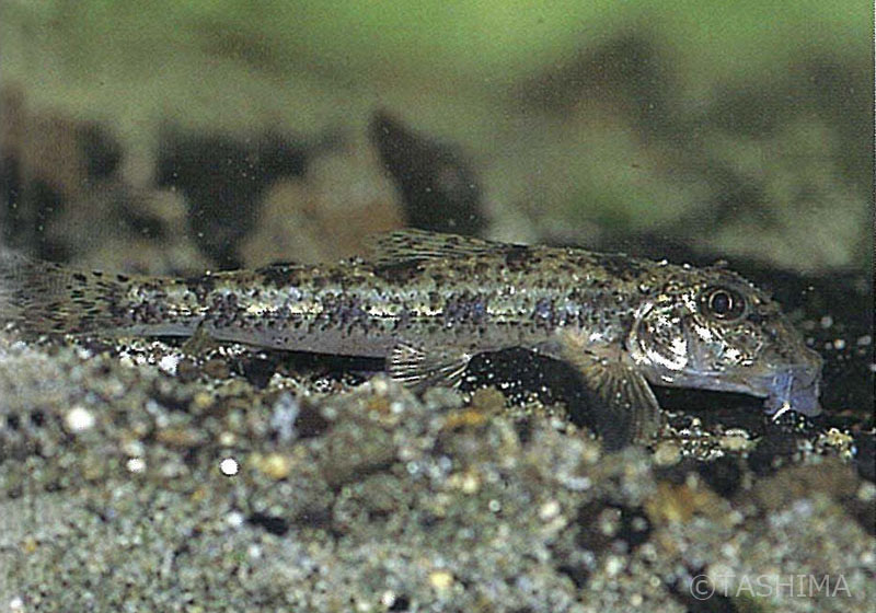 淡水魚詳細 佐賀の自然デジタル大百科事典 淡水魚詳細 佐賀の自然デジタル大百科事典