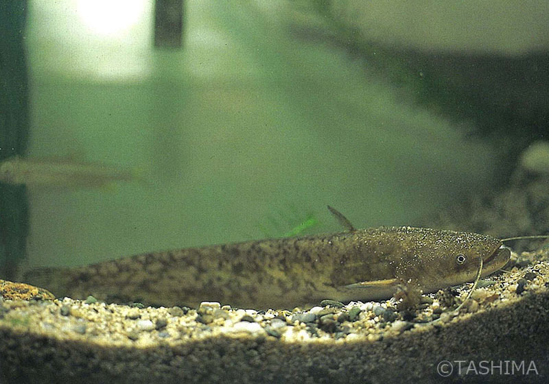 淡水魚詳細 佐賀の自然デジタル大百科事典