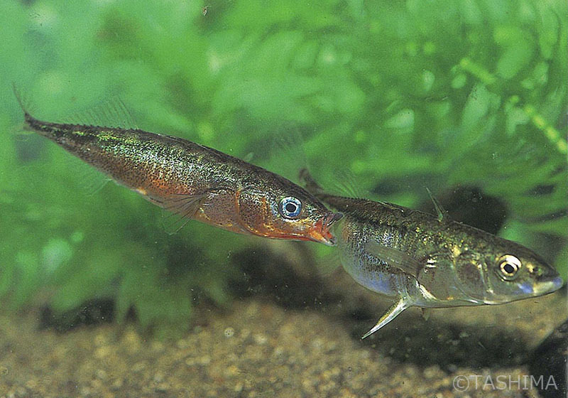 淡水魚詳細 佐賀の自然デジタル大百科事典