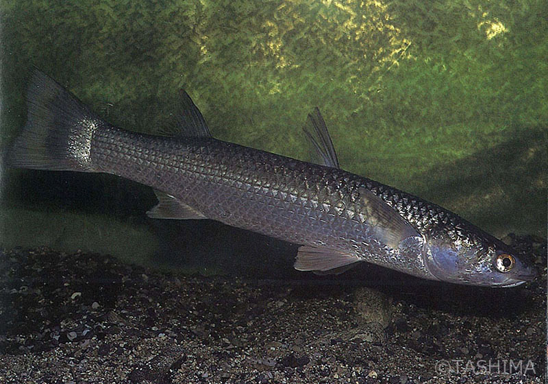 淡水魚詳細 佐賀の自然デジタル大百科事典