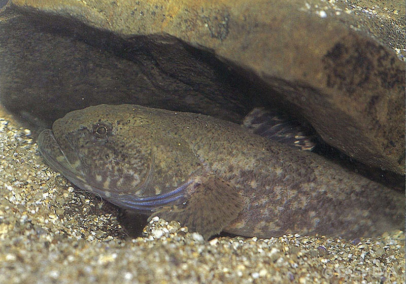 淡水魚詳細 佐賀の自然デジタル大百科事典