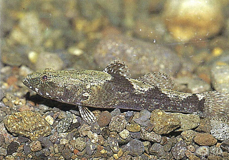 淡水魚詳細 佐賀の自然デジタル大百科事典 淡水魚詳細 佐賀の自然デジタル大百科事典