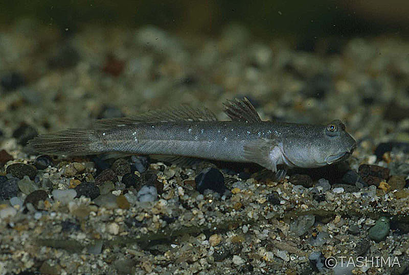 淡水魚詳細 佐賀の自然デジタル大百科事典