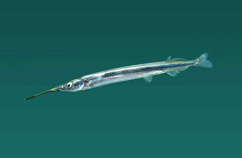 淡水魚詳細 佐賀の自然デジタル大百科事典 淡水魚詳細 佐賀の自然デジタル大百科事典