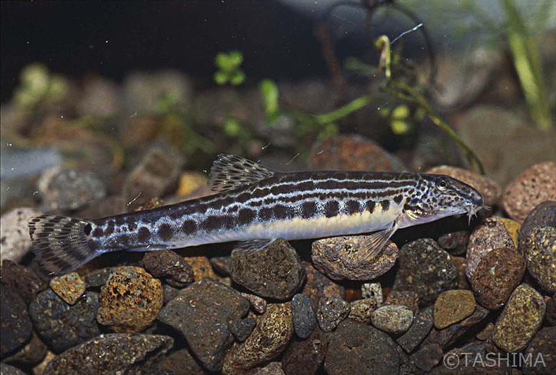 淡水魚詳細 佐賀の自然デジタル大百科事典 淡水魚詳細 佐賀の自然デジタル大百科事典