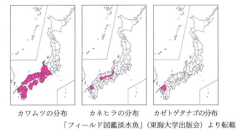 カワムツ・カネヒラ・カゼトゲタナゴの分布図（「フィールド図鑑淡水魚」東海大学出版会 より転載）