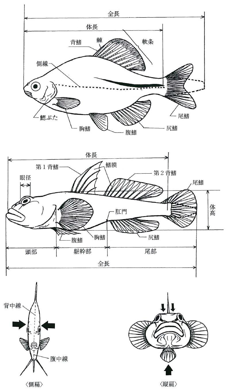 魚の各部名称