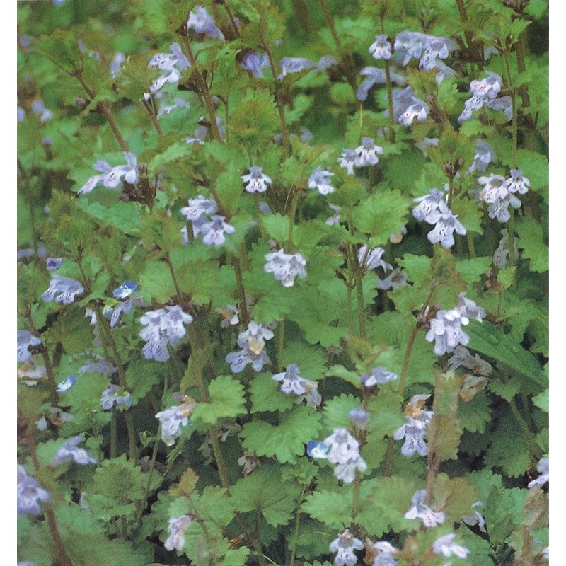 野草の詳細 カキドオシ 佐賀の野草 佐賀の自然デジタル大百科事典 野草の詳細 カキドオシ 佐賀の野草 佐賀の自然デジタル大百科事典