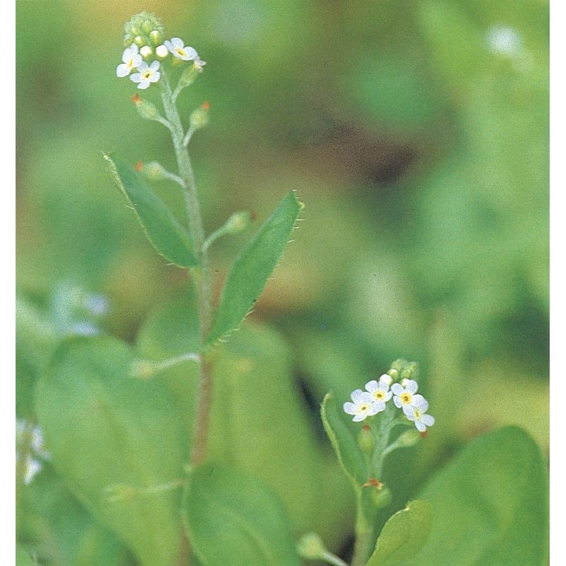 野草の詳細 キュウリグサ 佐賀の野草 佐賀の自然デジタル大百科事典