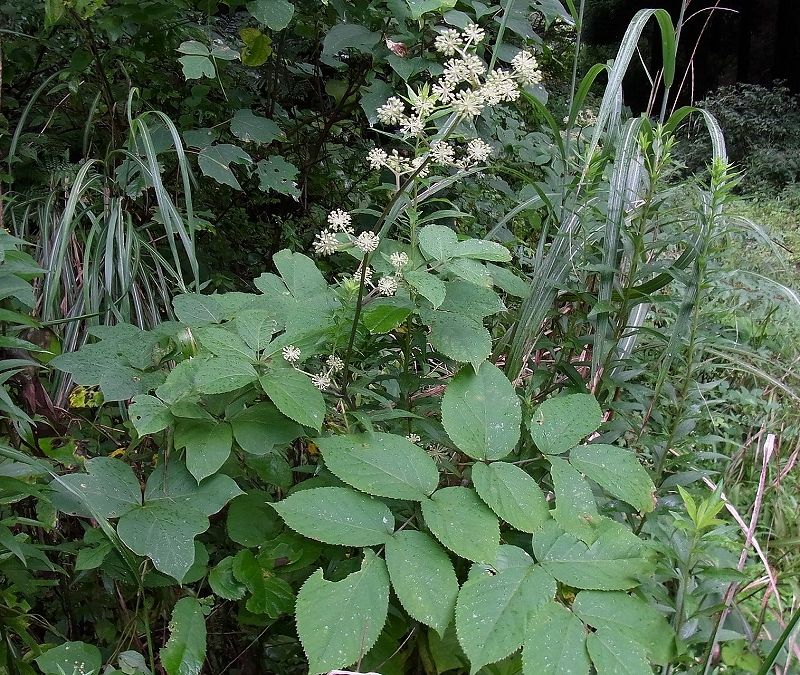 野草の詳細 ウド 佐賀の野草 佐賀の自然デジタル大百科事典