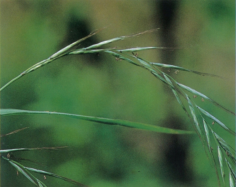 野草の詳細 カモジグサ 佐賀の野草 佐賀の自然デジタル大百科事典