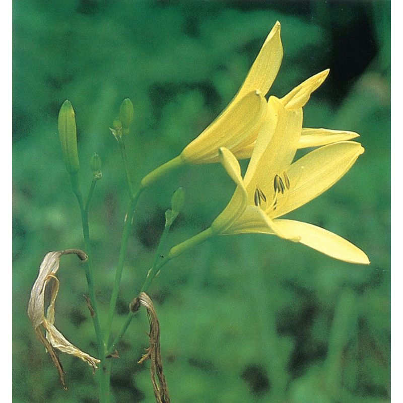野草の詳細 ユウスゲ キスゲ 佐賀の野草 佐賀の自然デジタル大百科事典