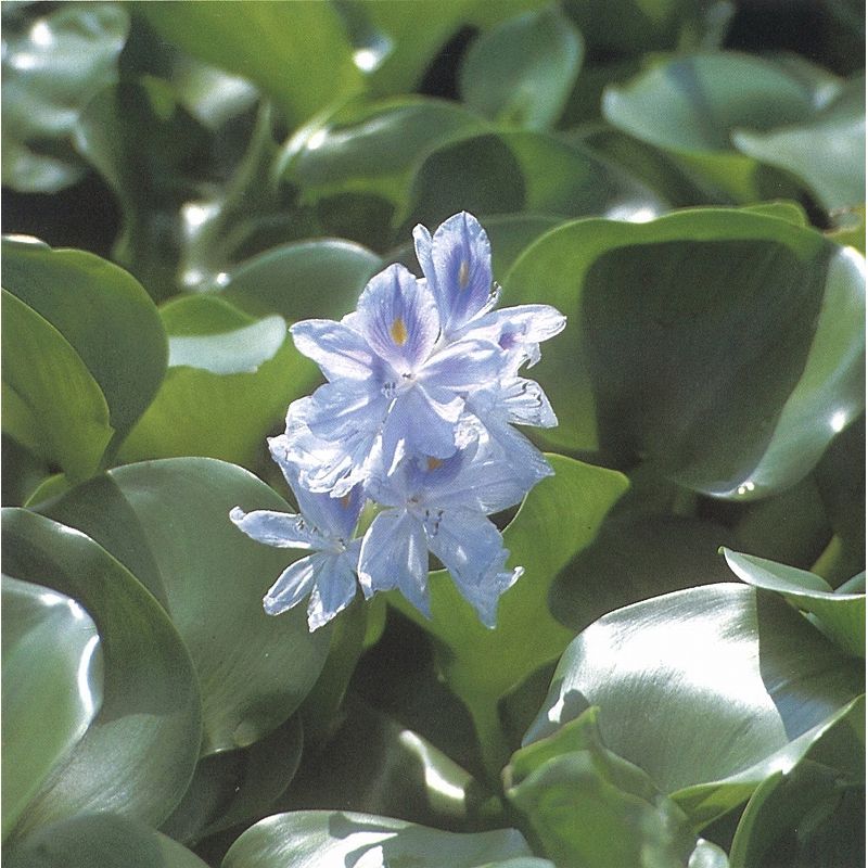 野草の詳細 ホテイアオイ 佐賀の野草 佐賀の自然デジタル大百科事典